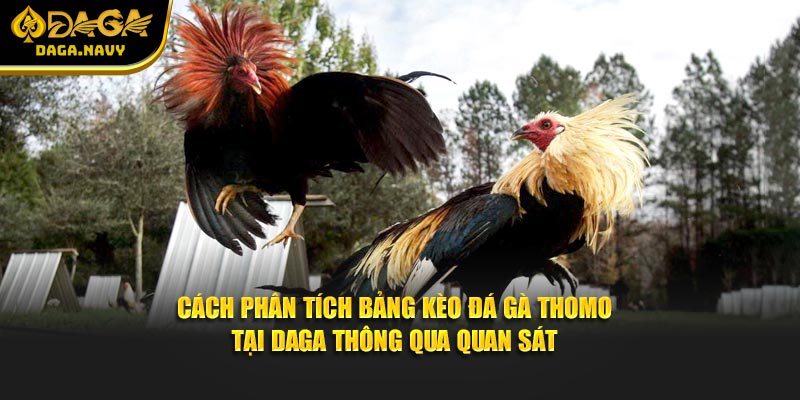 Thông Tin Về Cách Phân Tích Bảng Kèo Đá Gà Thomo Tại Daga 4 Cách phân tích bảng kèo đá gà Thomo tại Daga thông qua quan sát