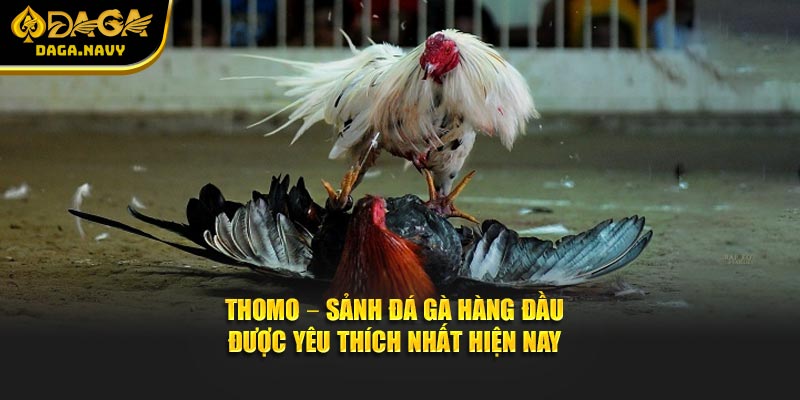 DAGA 13 Thomo – sảnh đá gà hàng đầu được yêu thích nhất hiện nay